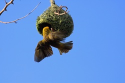 Southern masked weaver bird clinging to nest with wings spread open