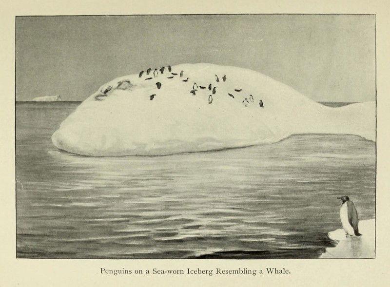 Penguins on a Sea-Worn Iceberg Resembling a Whale