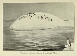 Penguins on a Sea-Worn Iceberg Resembling a Whale