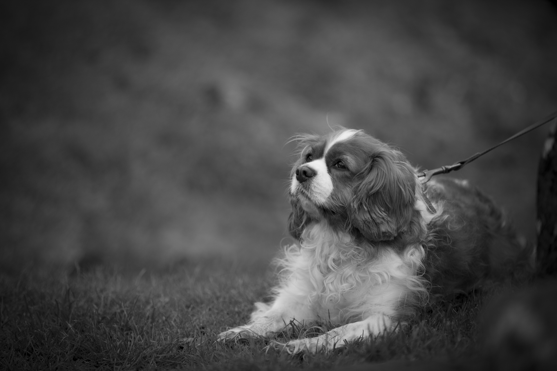 Cavalier King Charles Spaniel, Dog