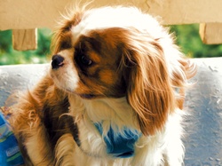 King Charles Spaniel