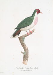 Jambu fruit dove