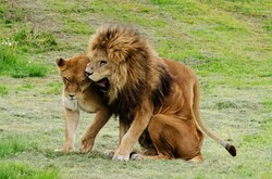 Lion and Lioness