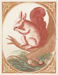 Squirrel on a Tree Branch