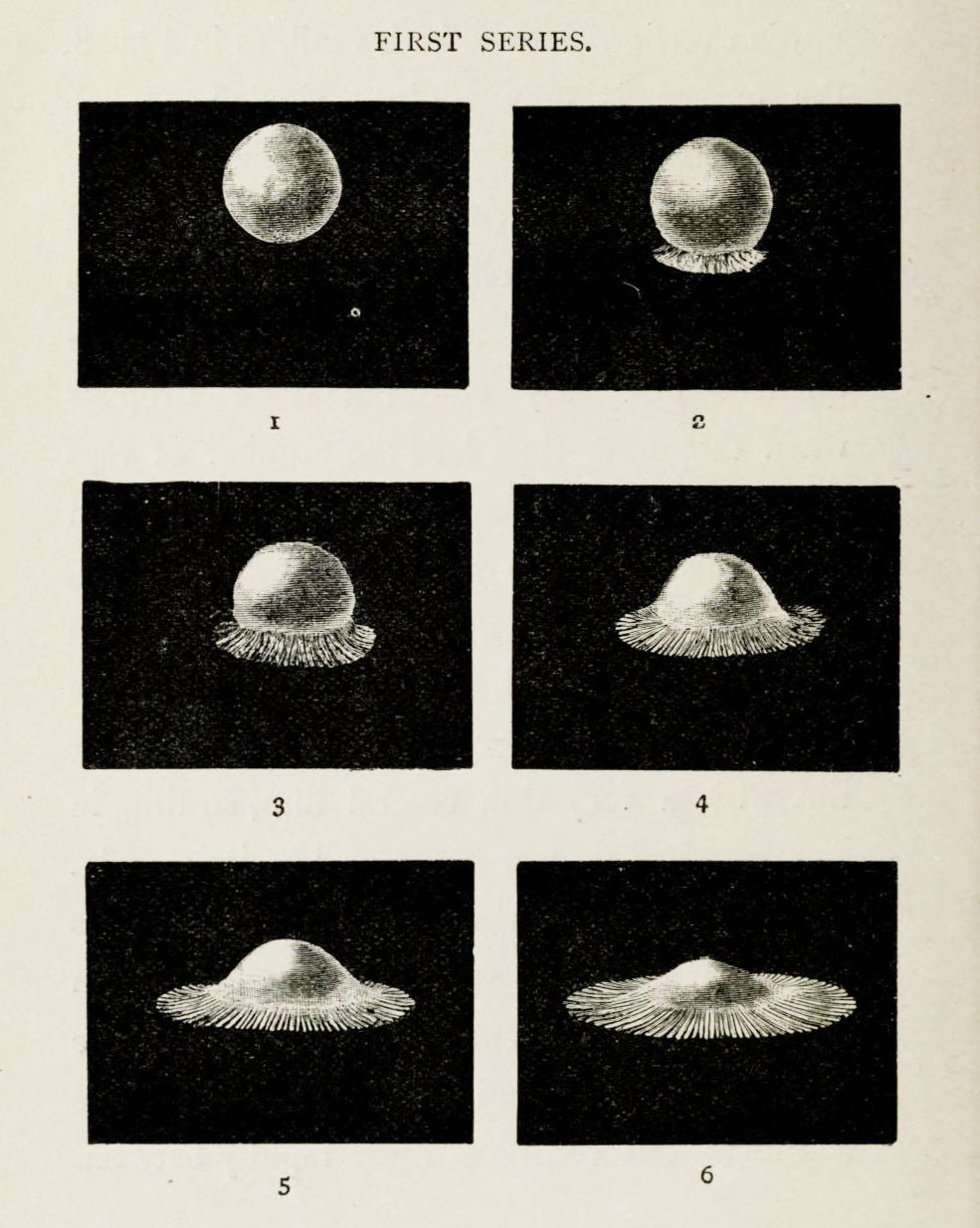 The Splash of a Drop