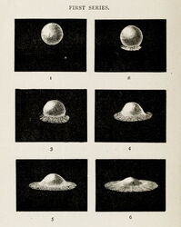 The Splash of a Drop