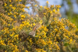 Yellowhammer is a passerine bird in the bunting family that is native to Eurasia and has been introduced to New Zealand and Australia.