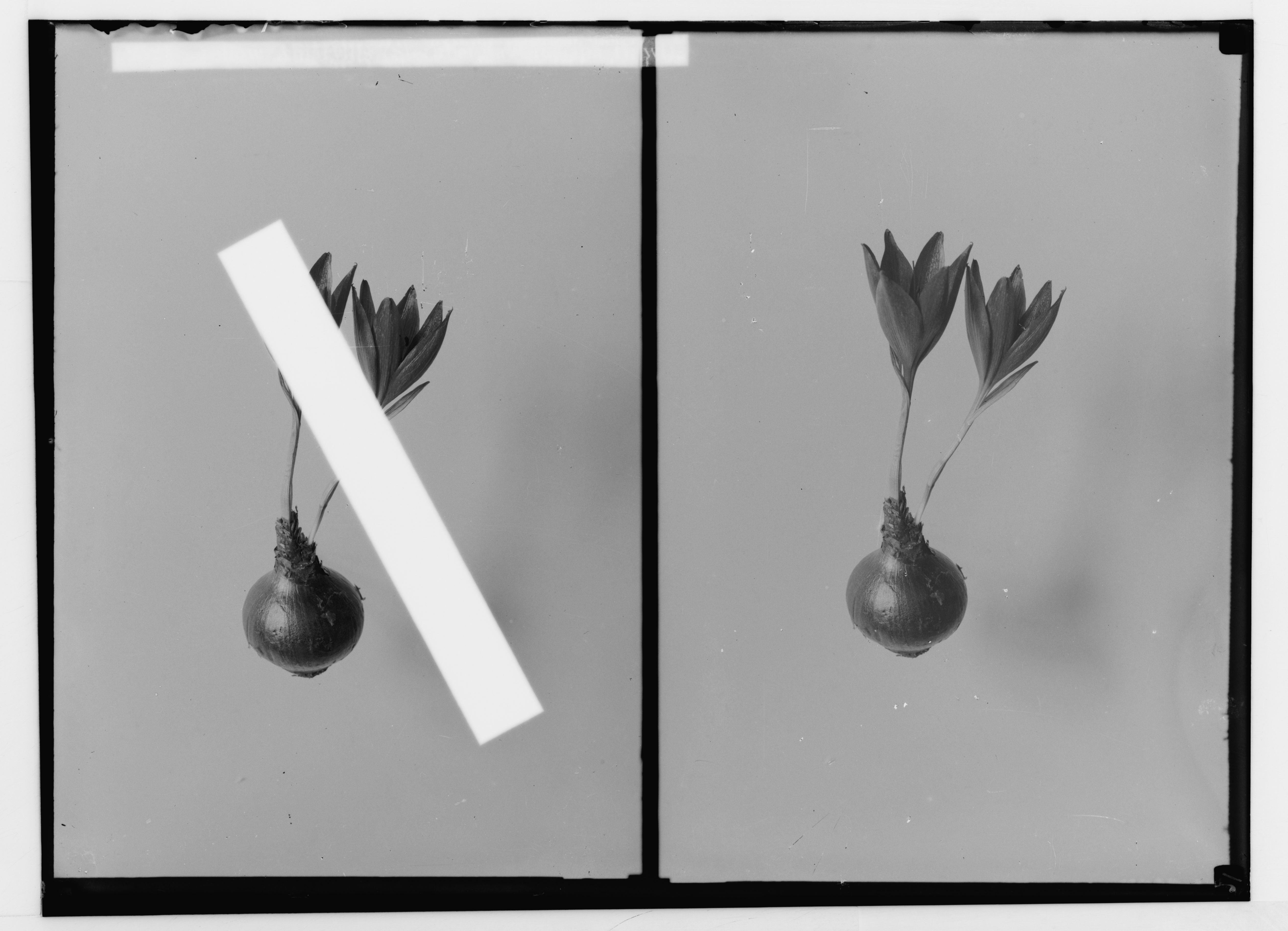 Yellow amaryllis (Sternbergia Clusiana Gawl)