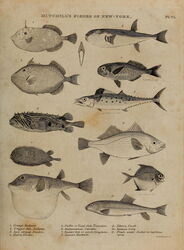 The Fishes of New York, Described and Arranged