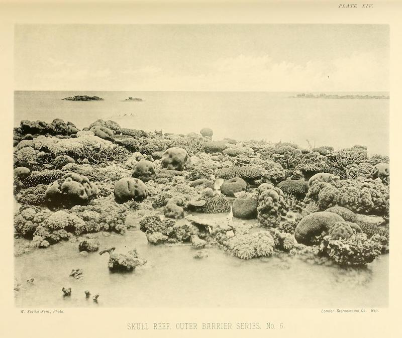 Skull Reef, Outer Barrier Series