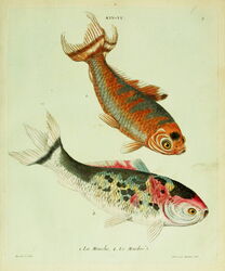 Histoire naturelle des dorades de la Chine