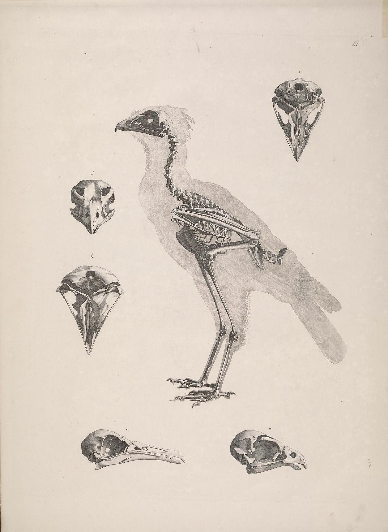 Animal Skeletons (1821â1838)