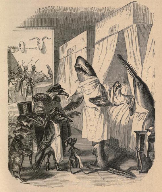Public and Private Life of Animals (1877)