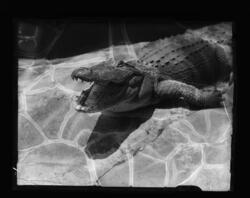 Alligator sunning