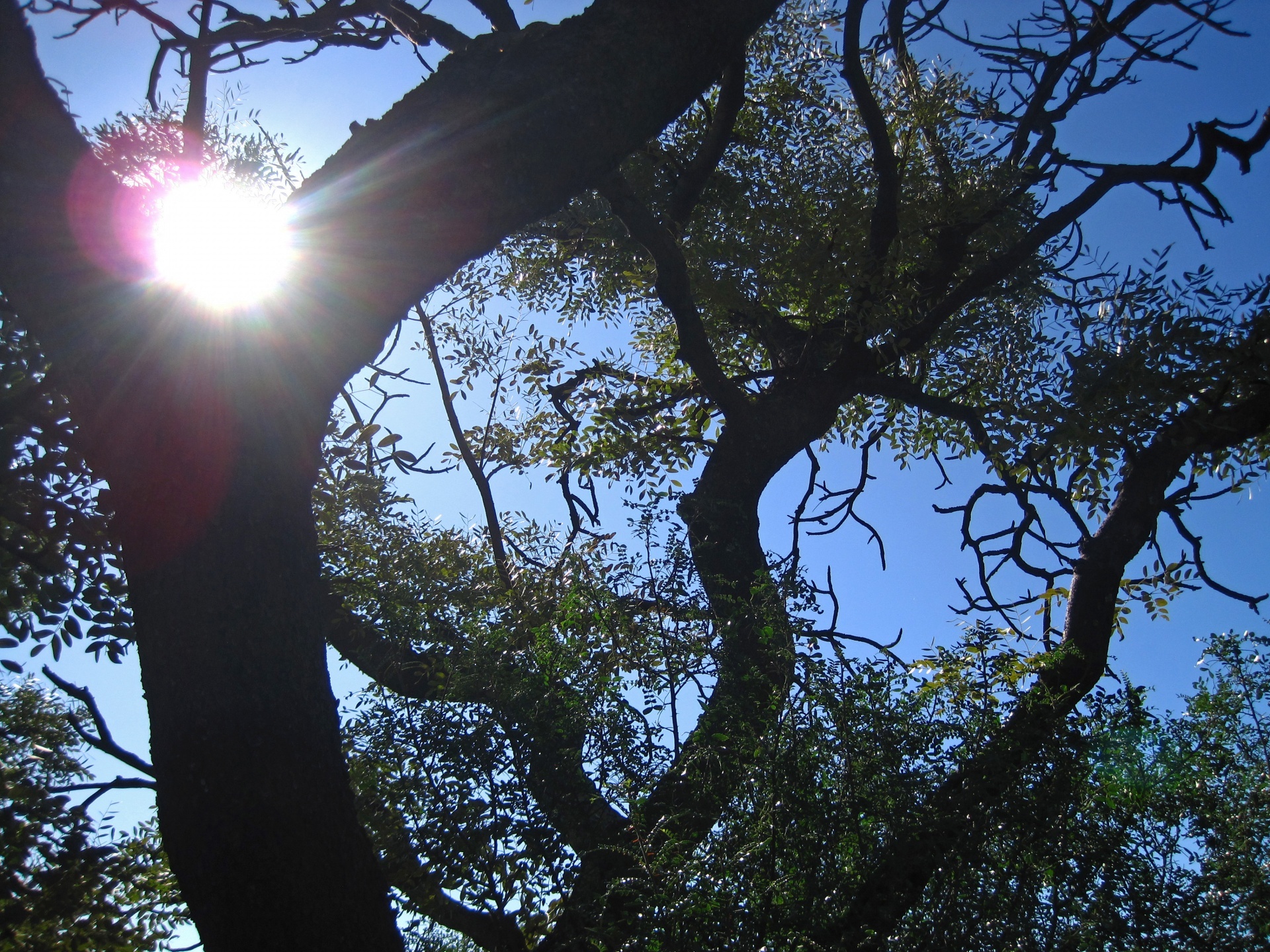 Bright sun peering over the fork of a large tree in the morning against blue sky