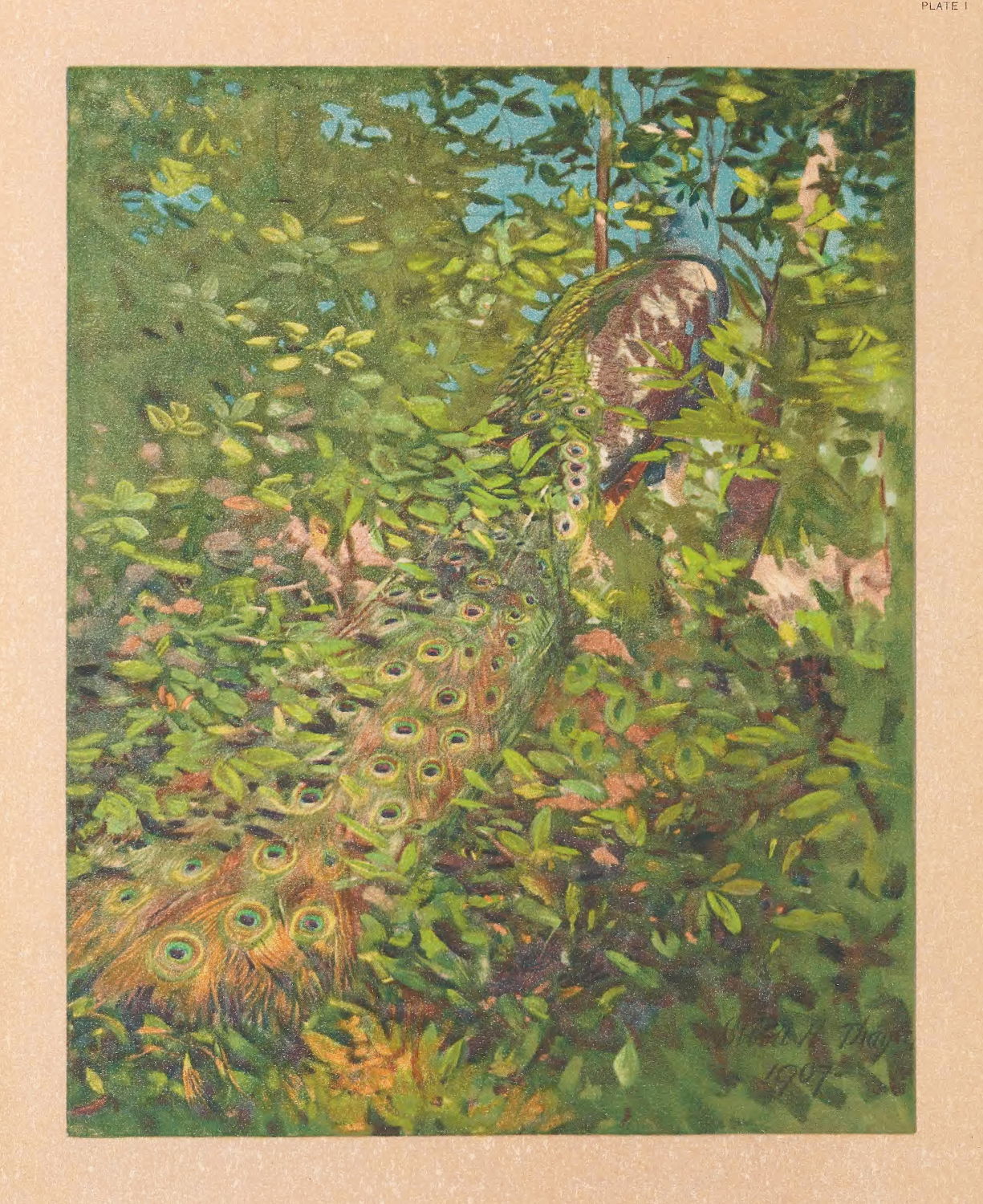 Peacock in the Woods