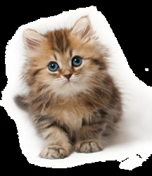 Look into my eyesâ¦ You are not being harmed and abused