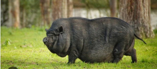 Mini Pot-bellied Pig