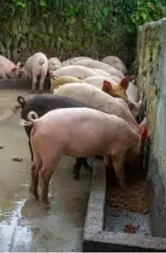 Pigs at trough