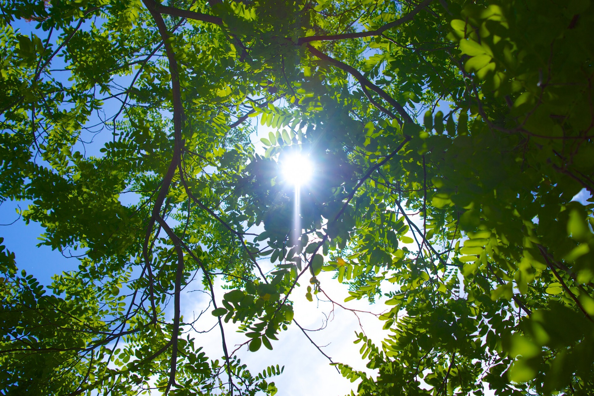 Sun light peaks through the canopy of green tree leaves.