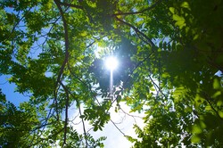 Sun light peaks through the canopy of green tree leaves.