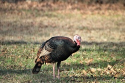 Wild Turkey Asleep Standing UP