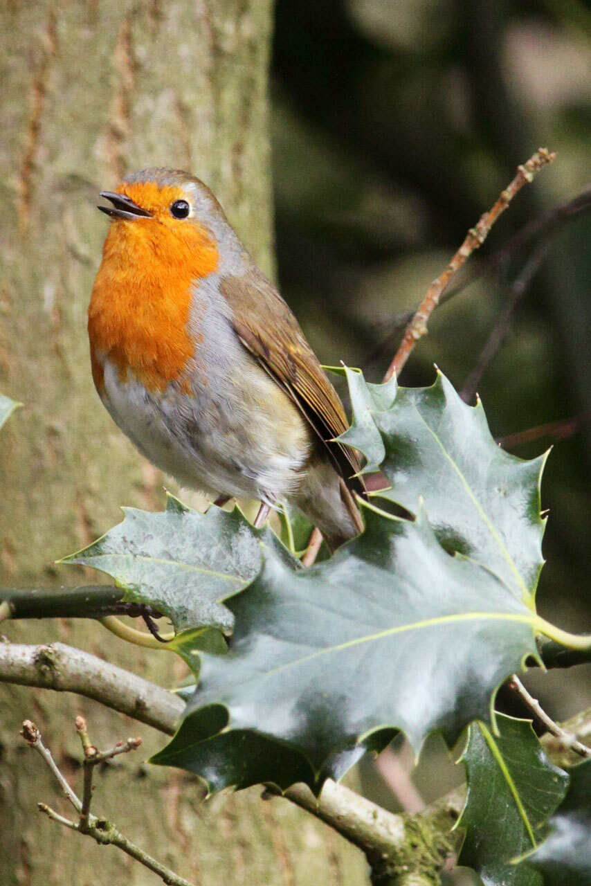 European robin bird