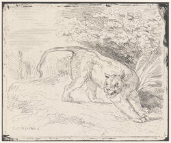 A Trapped Tiger