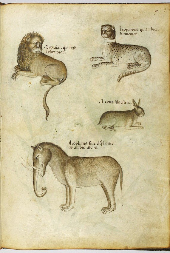 A lion, a leopard, a rabbit, and an elephant.