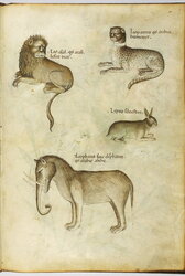 A lion, a leopard, a rabbit, and an elephant.