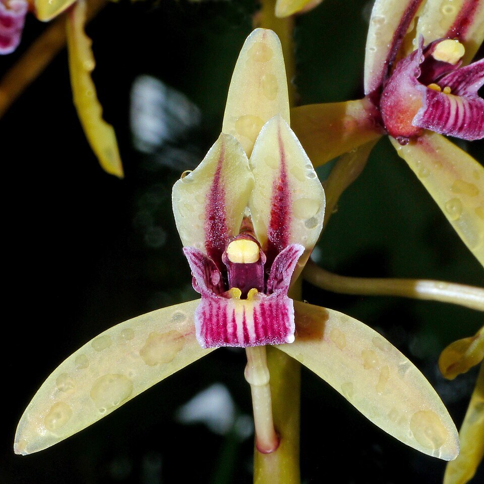 Flowers of Cymbidium aloifolium orchid