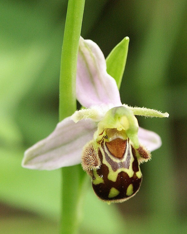 Ophrys apifera flower
