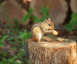 Chipmunk Eating A Peanut