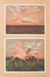 Spoonbills camouflage at sunrise and sunset.