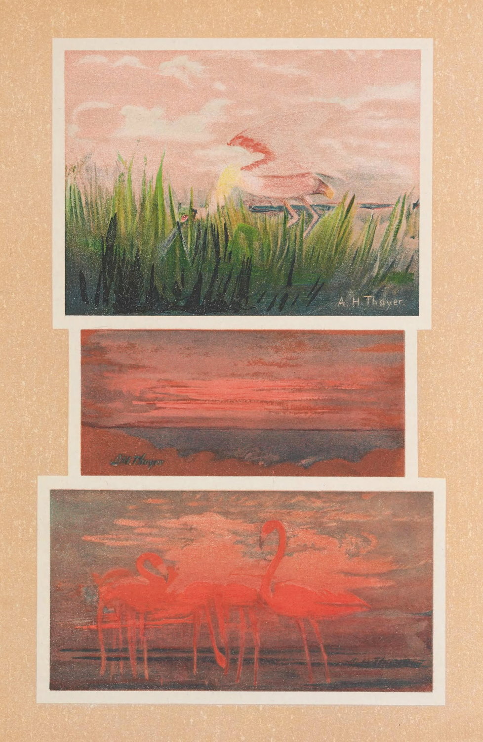Roseate Spoonbills, Sunrise or Sunset, and Red Flamingoes