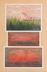 Roseate Spoonbills, Sunrise or Sunset, and Red Flamingoes