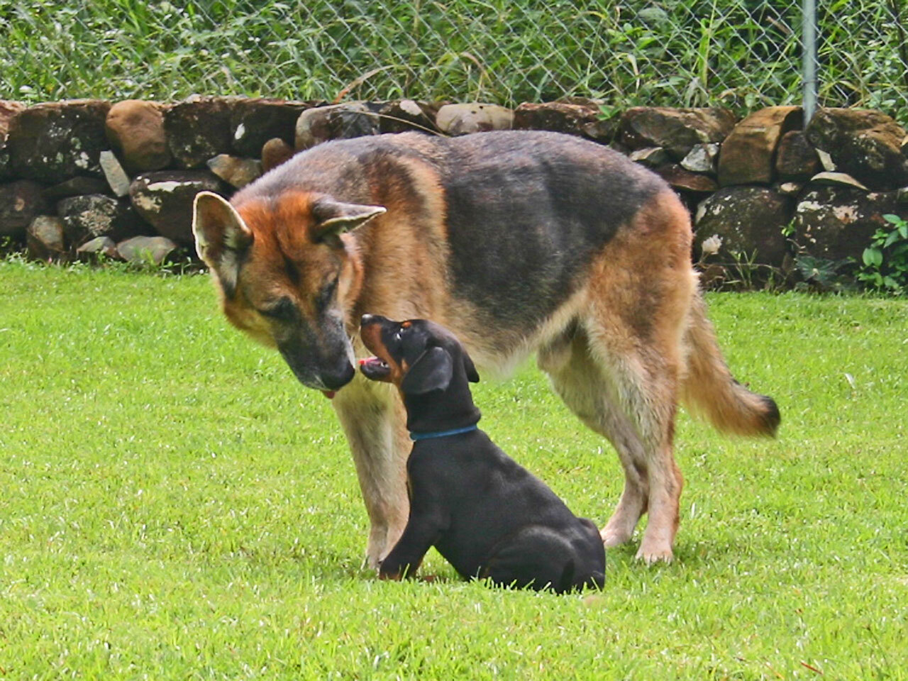 6 week old European doberman puppy from Bravo Doberman kennels
