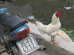 Rooster - RMS in Vietnam