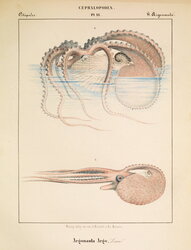 Argonauta Argo