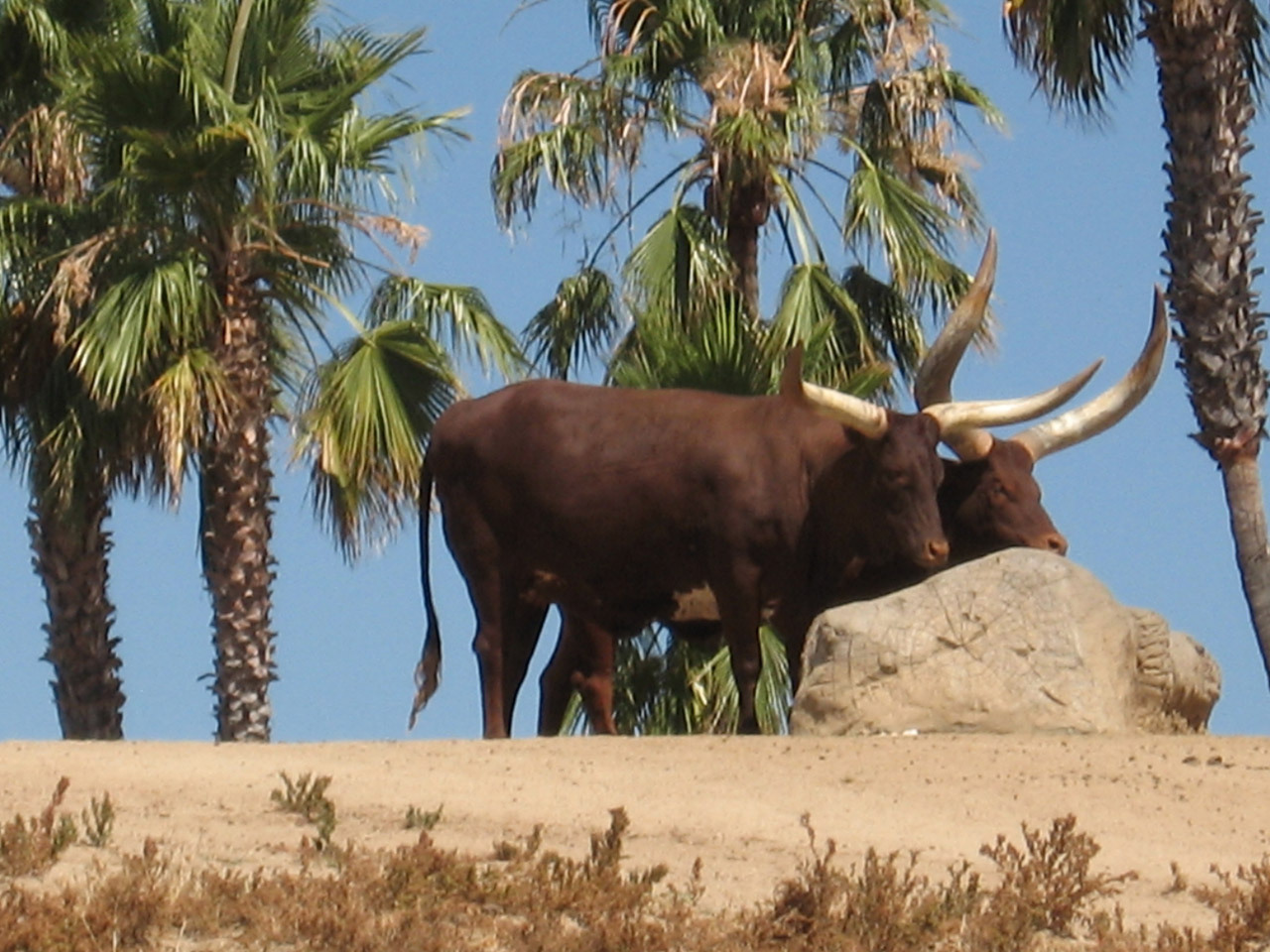Watusi cattle from Africa, at San Diego Safari Park, San Diego, California, USA. The bigger the horns are of your Watusi Cattle in Africa, the higher status people place you in society.