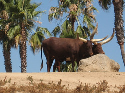 Watusi cattle from Africa, at San Diego Safari Park, San Diego, California, USA. The bigger the horns are of your Watusi Cattle in Africa, the higher status people place you in society.