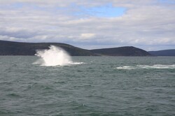 Whale breaching in King George Sound as it re-enters the water
