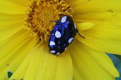 A White Spotted Fruit Chafer
