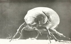 The June bug