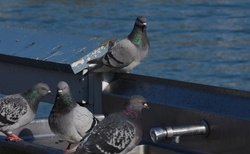 Pigeons At The Watering Hole