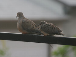 Two doves perch on a porch railing in Oakland, California, waiting for the sun to come out. 