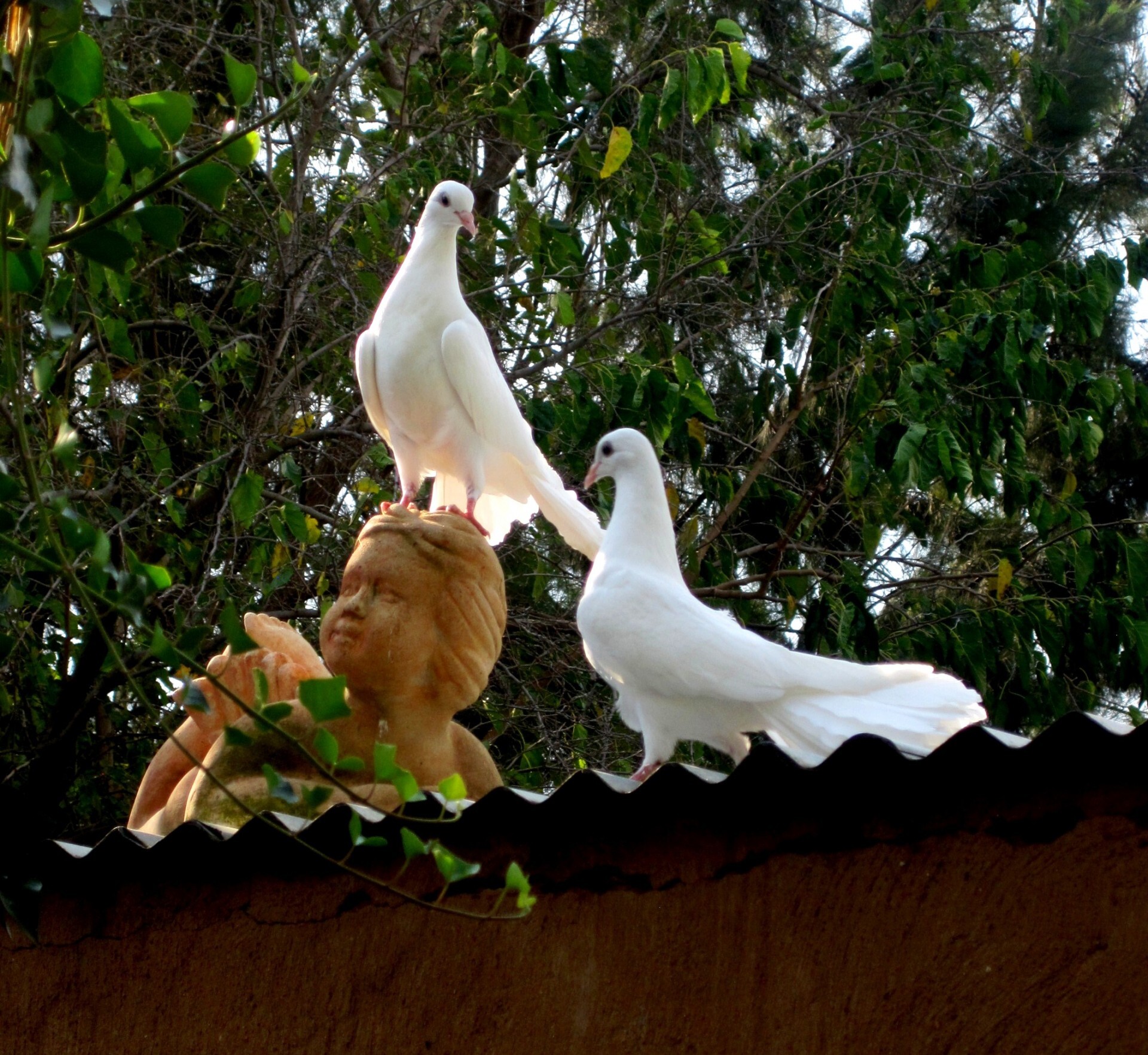 A pair of white doves sitting on the edge of a roof.