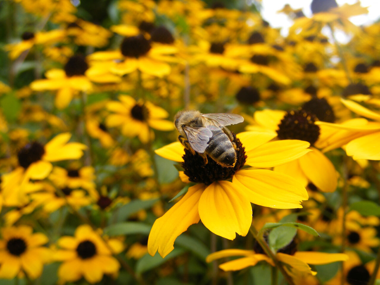 Bee garden