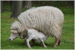 More farm animals drinking lamb 2