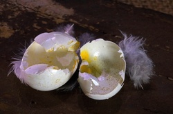 Broken shells of dainty bird egg tainted with egg yoke